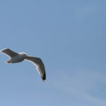 2025117期彩票开奖结果查询与最新号码公布 4082awoy3