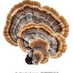 4238期开奖记录完整版最新公布与历史数据查询 bhe8q