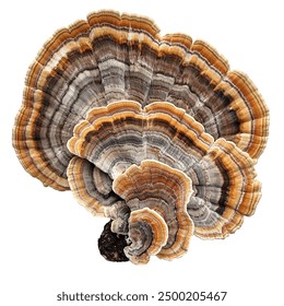 4238期开奖记录完整版最新公布与历史数据查询 4238期开奖记录完整版最新公布与历史数据查询