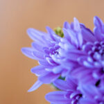 2025118期双色球开奖号码已公布,快来看看你中奖了吗? fgo026