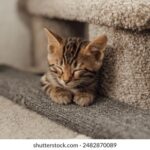 2025119期开奖结果公布,大奖花落谁家? ohf860wi